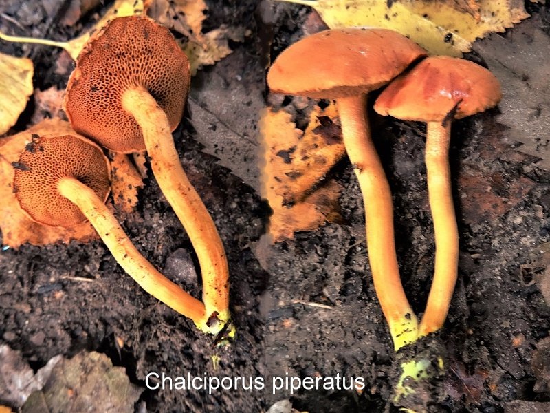 Chalciporus piperatus-amf335.jpg - Chalciporus piperatus ; Syn1: Boletus piperatus ; Syn2: Boletus ferruginatus ; Nom français: Bolet poivré